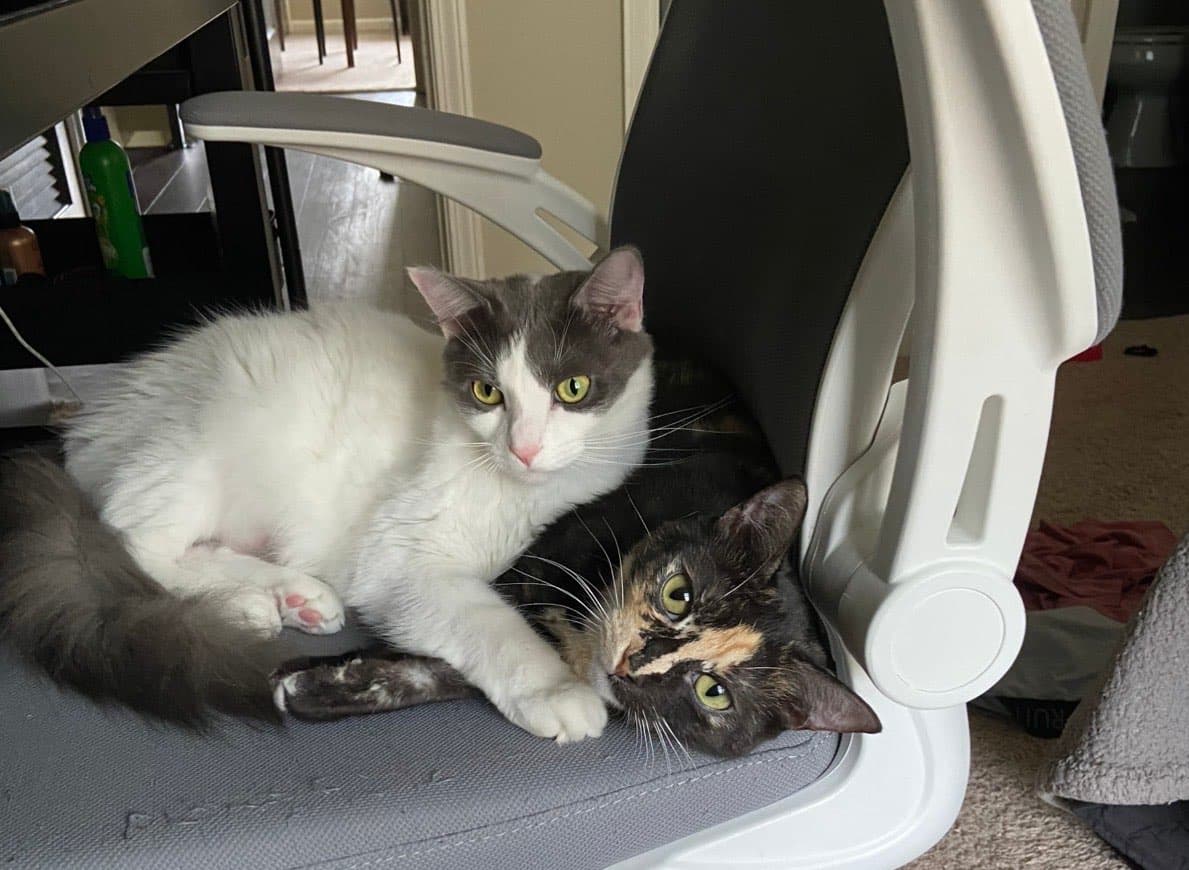Our cats Bucky and Jules cuddling in a car together.
